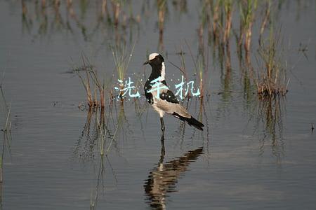 洗手机
