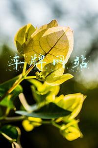车牌网站