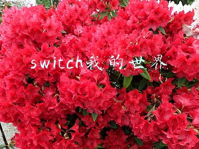 switch我的世界