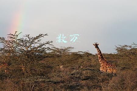 数万