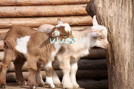 vivoz1i