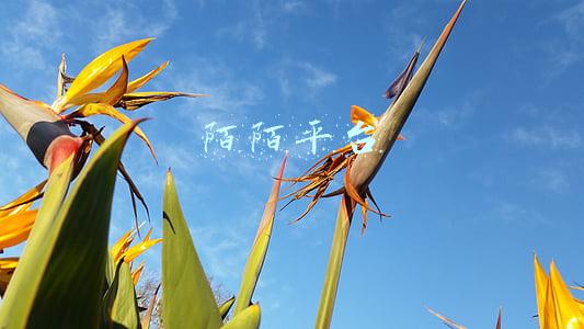 陌陌平台直播(直播带火直播平台？数据揭秘YY、虎牙、斗鱼、陌陌生存现状)