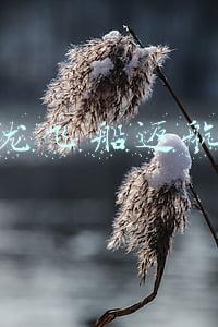 龙飞船返航