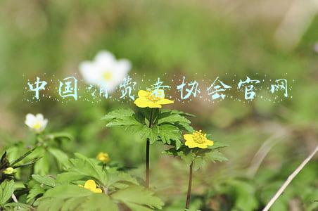 中国消费者协会官网投诉(中国消费者协会发布商品房投诉情况专题报告 提醒购房者如何买房才安全)
