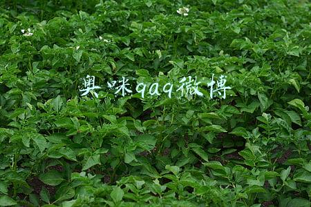 奥咪qaq微博