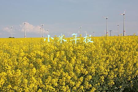 小米年报
