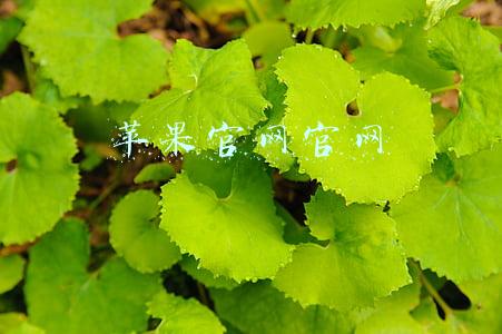 苹果官网官网