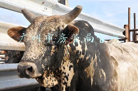 广州市房管局官网地址(广州市住房和城乡建设局城市房屋拆迁延期公告)