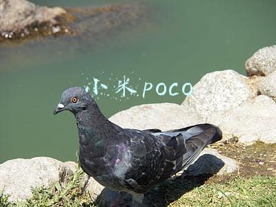 小米poco