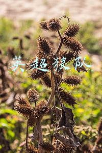 英超狼队和KPL狼队(estar4-0狼队豪取3连冠，妖刀嘴都被易峥打歪，飞牛被坦然完爆)