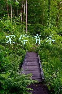 不学有术