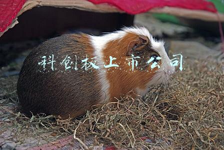 科创板上市公司