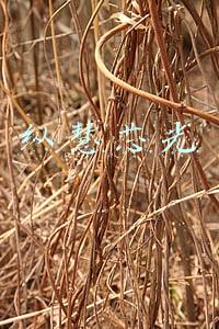 纵慧芯光