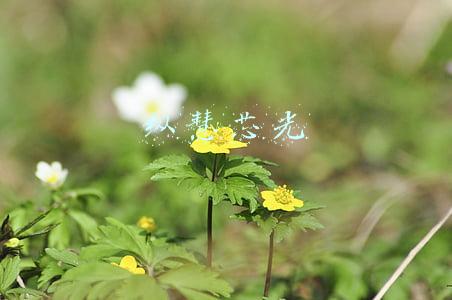纵慧芯光上市(华西股份—投资者提问：“你好，请问公司参股的纵慧芯光上市进程处在哪个阶段？向上交所科创板递交注册上市申请了吗？”)