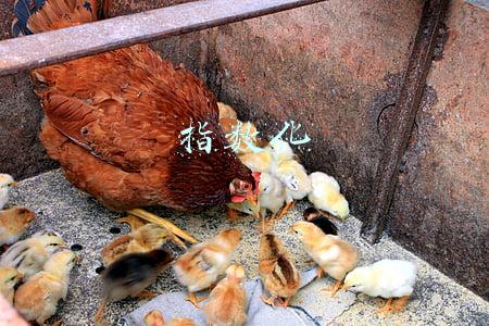 指数化工资是什么意思(入职新人，关于社保你需要了解这些)