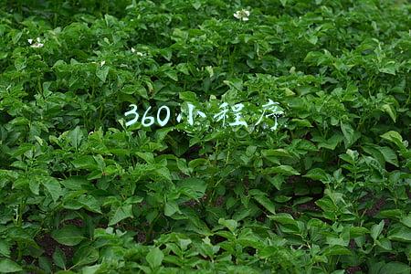 360小程序