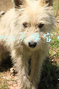 apex英雄官网