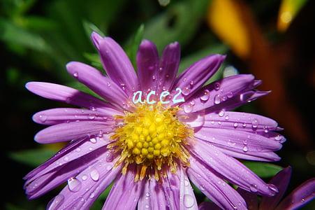 ace2