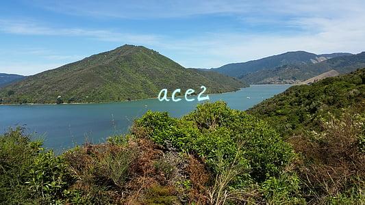 ace2