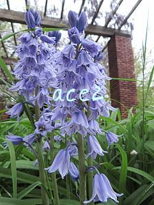 ace2