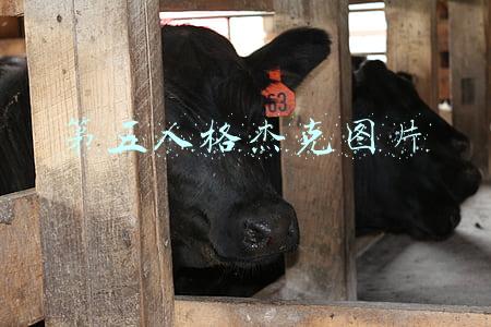 第五人格杰克图片动漫(第五人格漫画：这位杰克先生，到底是好孩子还是坏孩子呢)