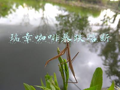 瑞幸咖啡暴跌熔断