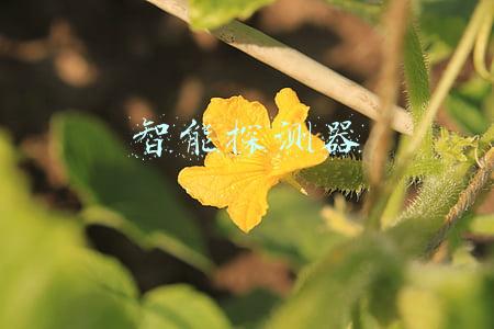 智能探测器