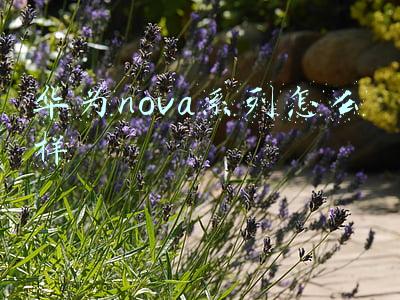 华为nova系列怎么样