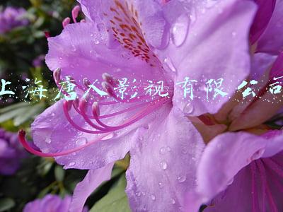 上海唐人影视有限公司