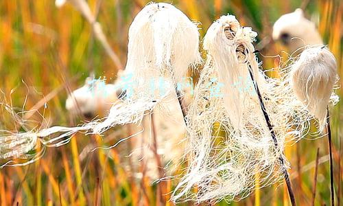 移动携号转网查询(联通、移动、电信营业厅携号转网)