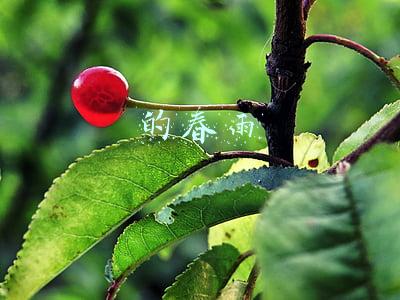 的春雨