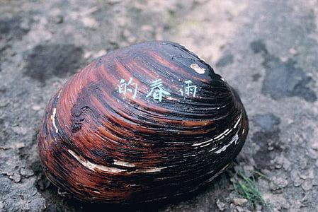 的春雨前面填什么词语(苏教版三年级下册第一单元知识点总结)