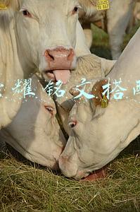 王者荣耀铭文搭配大全