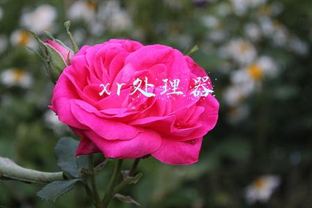 xr处理器