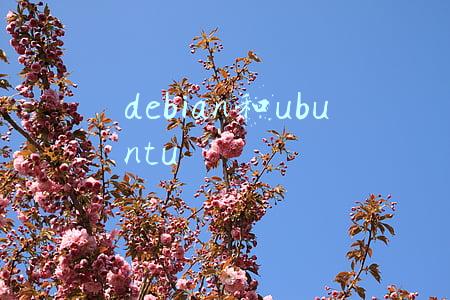 debian和ubuntu优劣(debian操作系统相对于ubuntu有什么优势？)