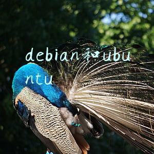 debian和ubuntu