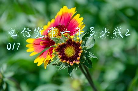 电信宽带一年多少钱2017