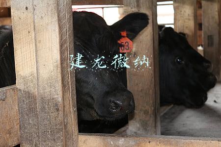 建龙微纳新材料股份有限公司(建龙微纳披露2022年一季报 实现营收1.97亿元)