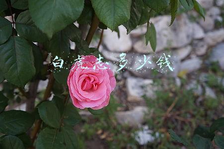 白虎志多少钱