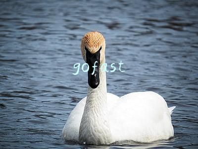 gofast