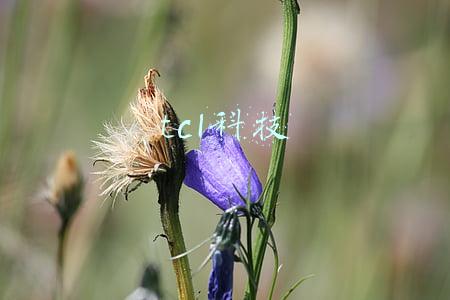 tcl科技