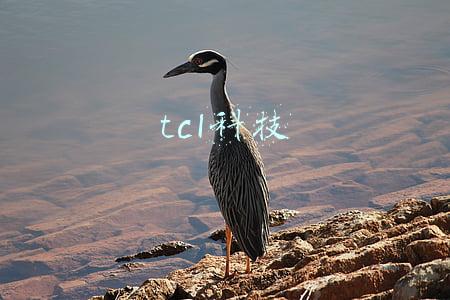 tcl科技