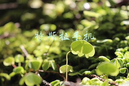 特斯拉手机