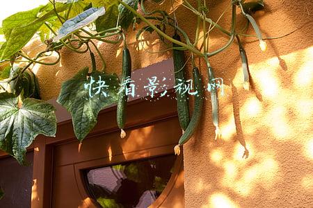 快看影视网