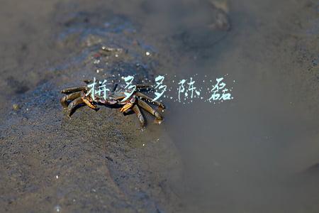 拼多多陈磊
