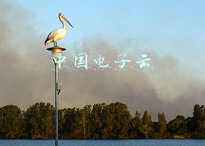中国电子云