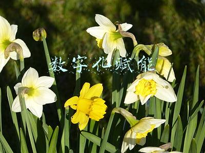数字化赋能将覆盖以下哪几个方面(数字化赋能，乡村治理更有效)