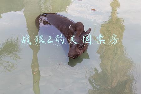 战狼2的美国票房