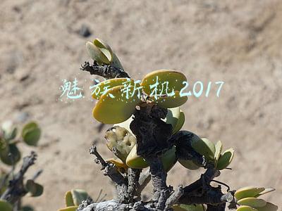 魅族新机2017