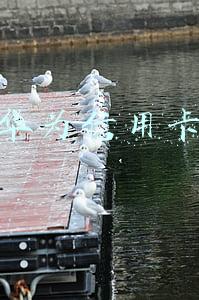 华为信用卡